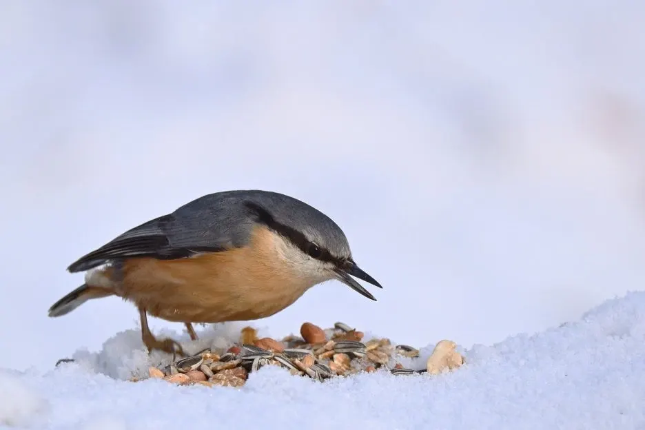nuthatch-9401858_1280.jpg?type=w1