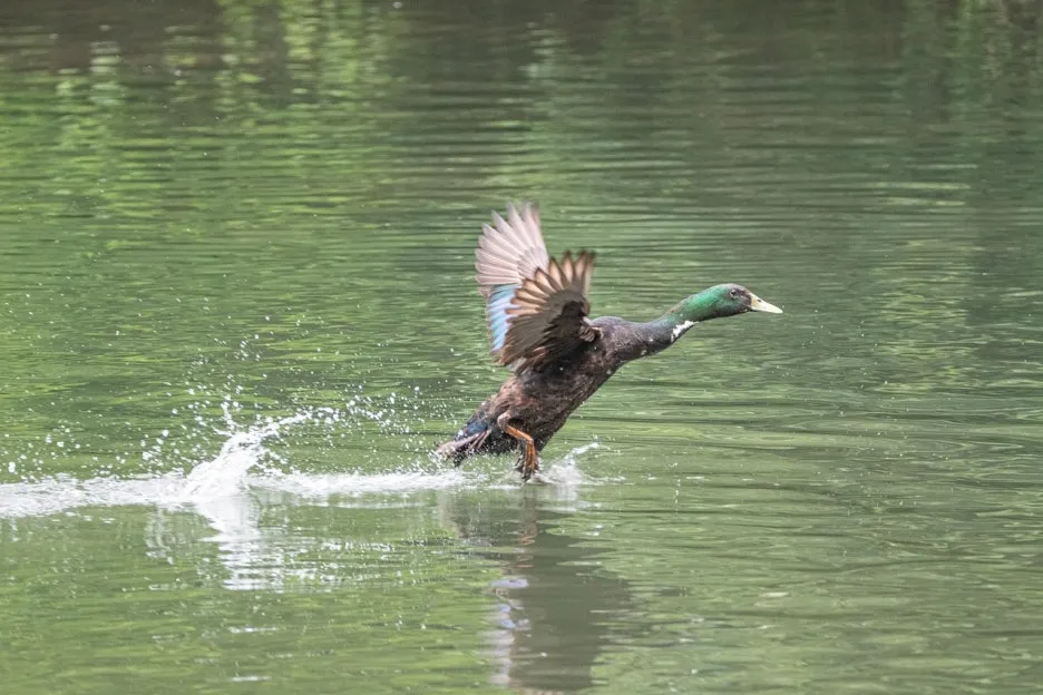 water-7314559_1280.jpg?type=w1