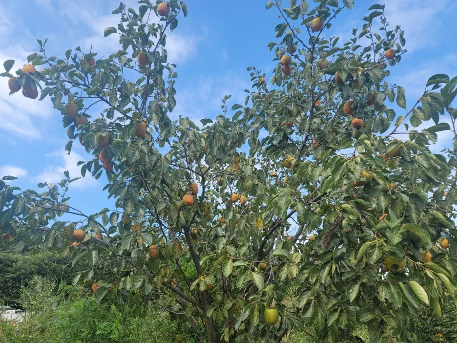 KakaoTalk_20251010_210521580_02.jpg?type=w1