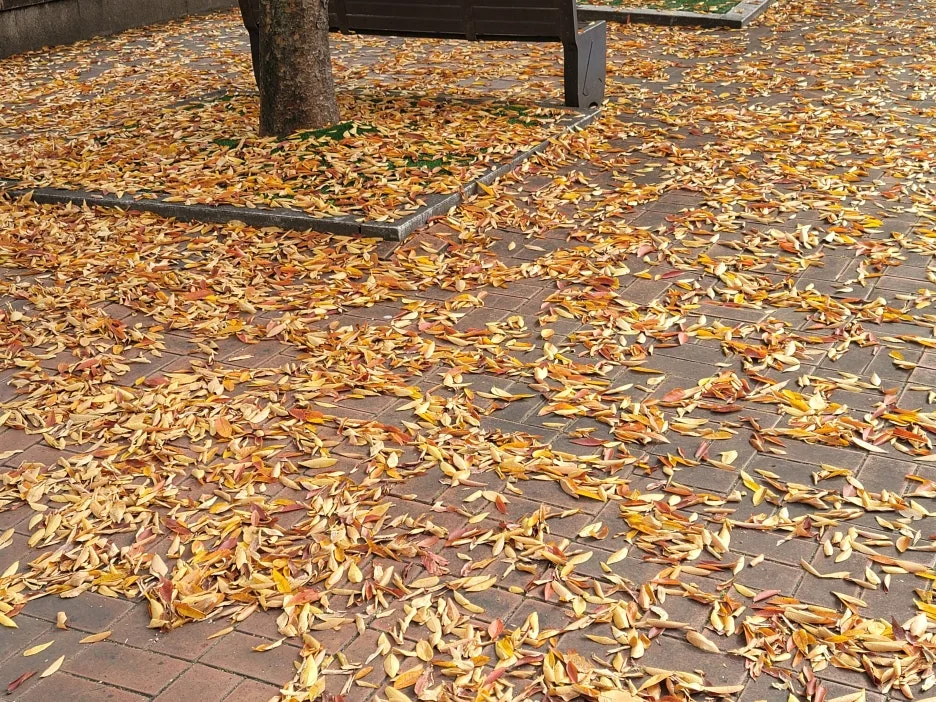 KakaoTalk_20251107_184611797_06.jpg?type=w1