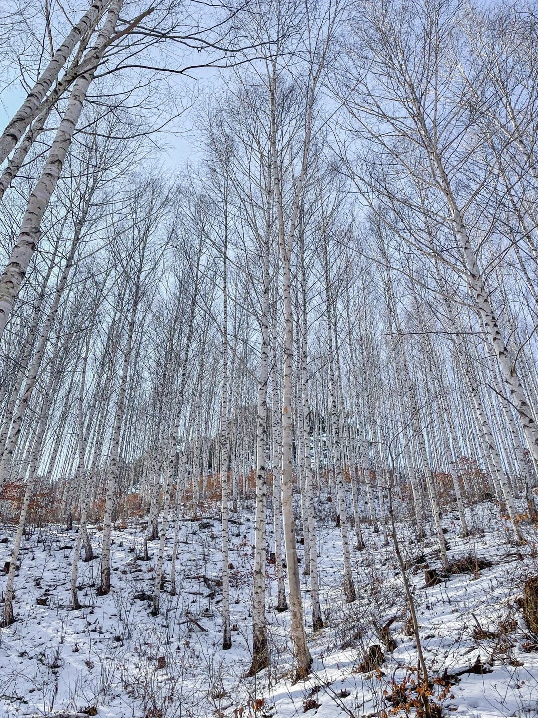 KakaoTalk_Photo_2023-01-01-23-43-59 008.jpeg