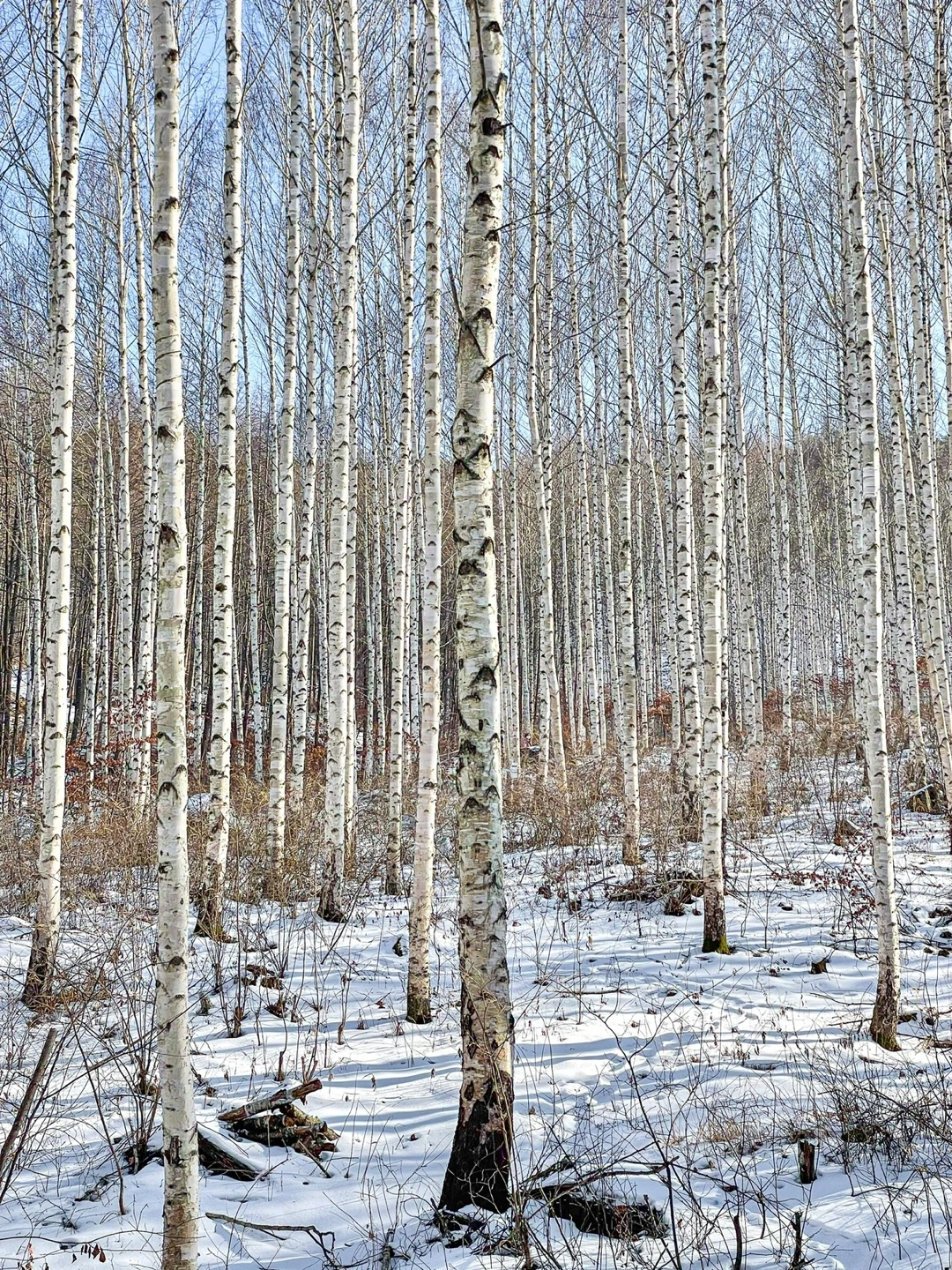 KakaoTalk_Photo_2023-01-01-23-43-59 007.jpeg