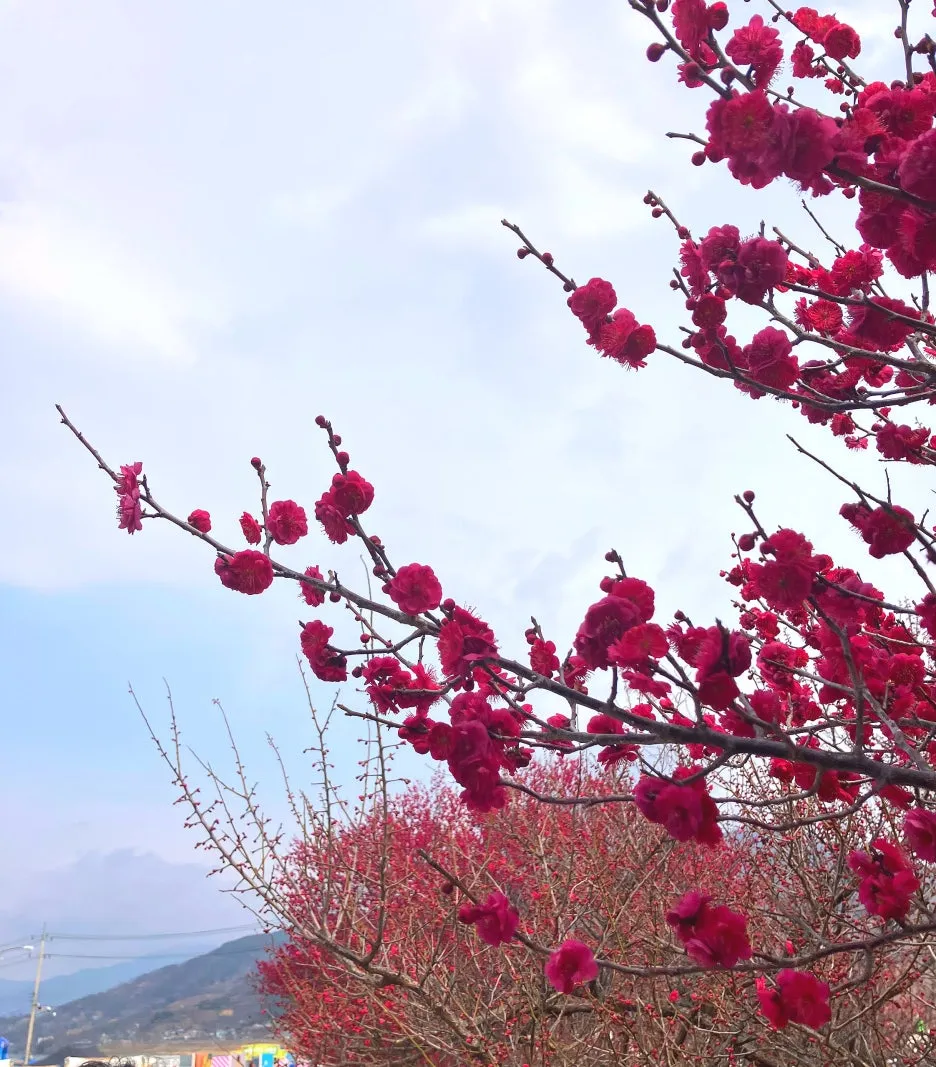 SE-7f79de10-134a-46e1-bfd1-3c60cbaa60b8.jpg?type=w1