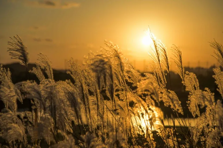 Type1_%EC%8B%9C%ED%9D%A5_%EA%B0%AF%EA%B3%A8%EC%83%9D%ED%83%9C%EA%B3%B5%EC%9B%90_%EB%91%90%EB%93%9C%EB%A6%BC_yYPBba.jpg?type=w773