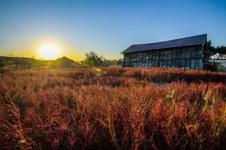 Type1_%EC%8B%9C%ED%9D%A5_%EA%B0%AF%EA%B3%A8%EC%83%9D%ED%83%9C%EA%B3%B5%EC%9B%90_%EB%91%90%EB%93%9C%EB%A6%BC_DvOcVa.jpg?type=w773