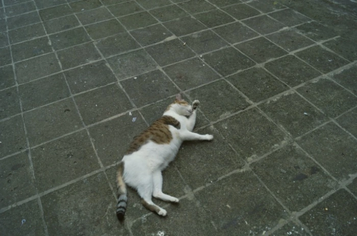 9954AE445B5AB4AD0B.jpg?type=w773