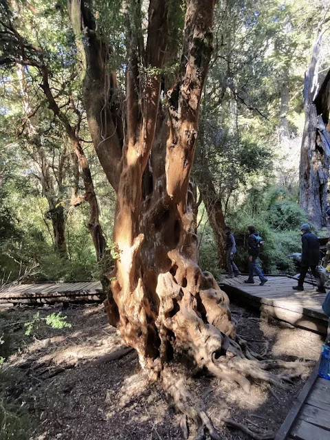 AVvXsEjm6Gf4VoJzDwPUjOm9mWpgley2GijLZ34qBiboG-_Bz48_nkxWzx6jId8swTzBDvdLSCzIc7-U9xVspTMw82vu1y4lIzI-tsq-6Q03SQWB0YVzWchSRnhFWIbWIP21o-TeeNlAvqk4on3xiQfiKgQgSDF5z15TGCe3SizfSnNZisRZs0qIiINanx6O4odL=w480-h640