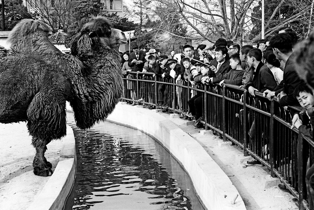 196803-0655-창경원.JPG