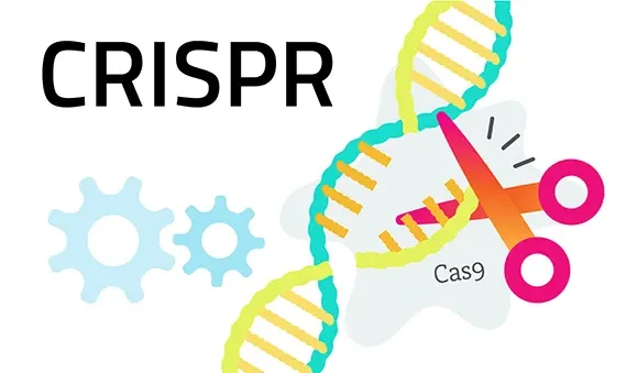 a3__20180718_crisprcas580.jpg.webp