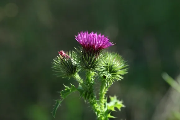 IMG_0775.JPG?type=w580