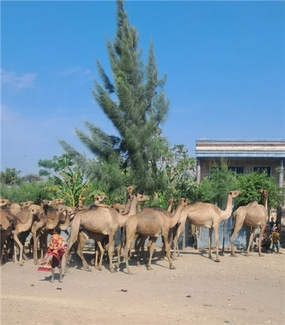 낙타떼.bmp