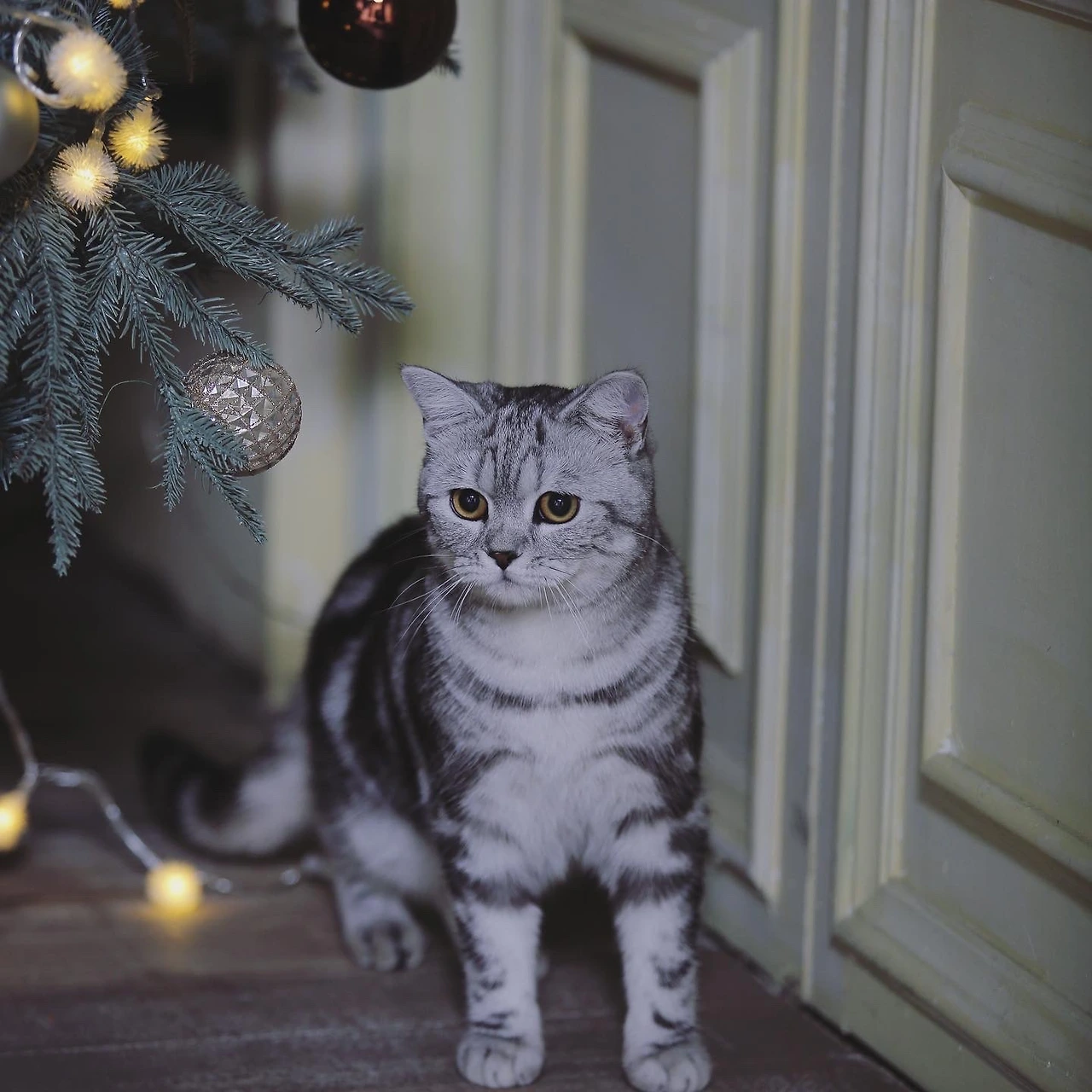 cmhd6gr00u401lfc5qthj7rk5bgt