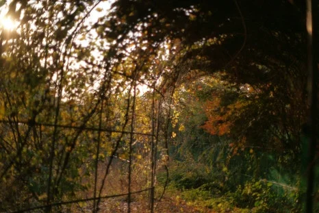 DSC00084.JPG?type=w466