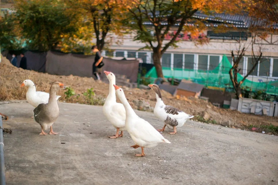 DSC00093-0.jpg?type=w966