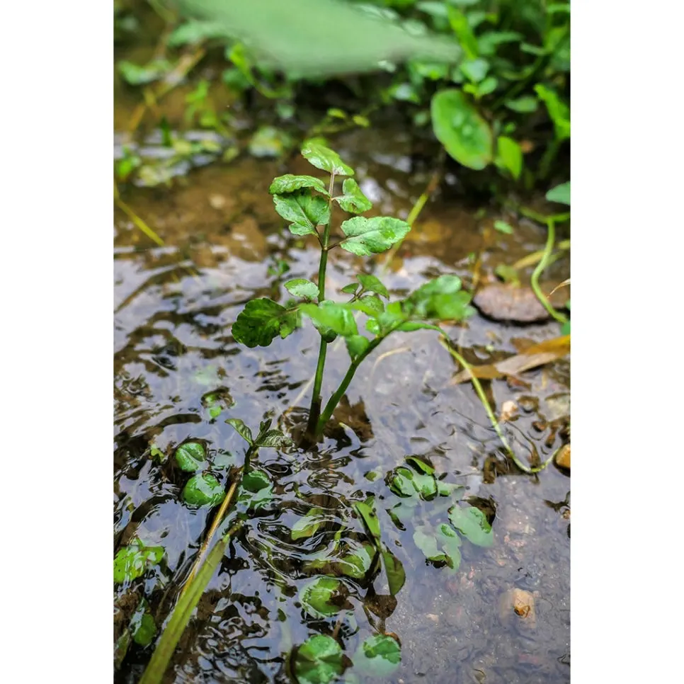 P1098372-0-re.jpg?type=w966