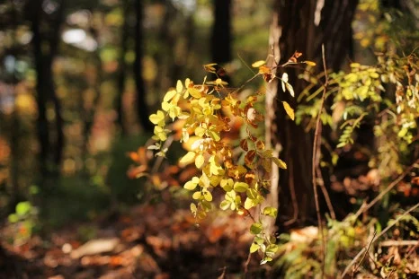 DSC09936-0.jpg?type=w466