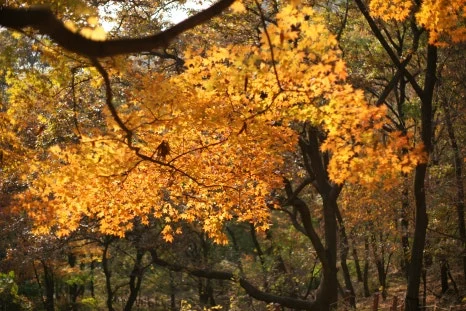 DSC00031.JPG?type=w466