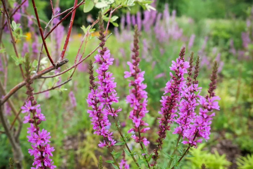 P1098366-0.jpg?type=w966