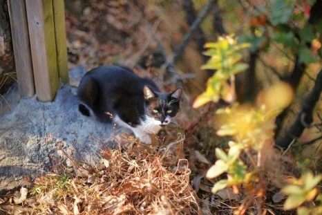 DSC00015-0.jpg?type=w466