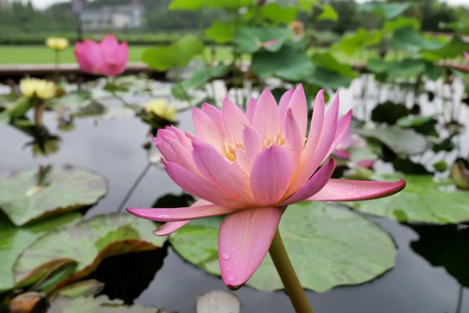 P1098341-0.jpg?type=w966