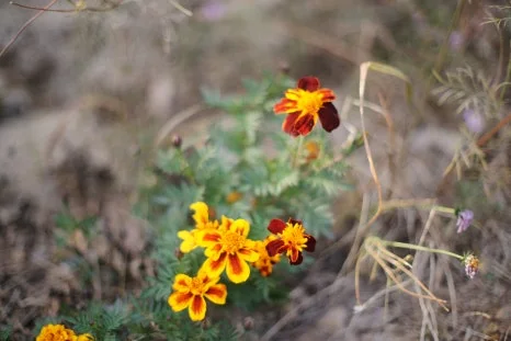 DSC09932.JPG?type=w466