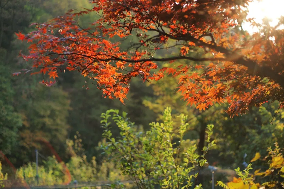 DSC00073-0.jpg?type=w966