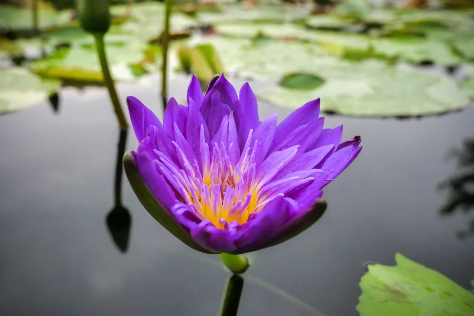 P1098338-0.jpg?type=w966