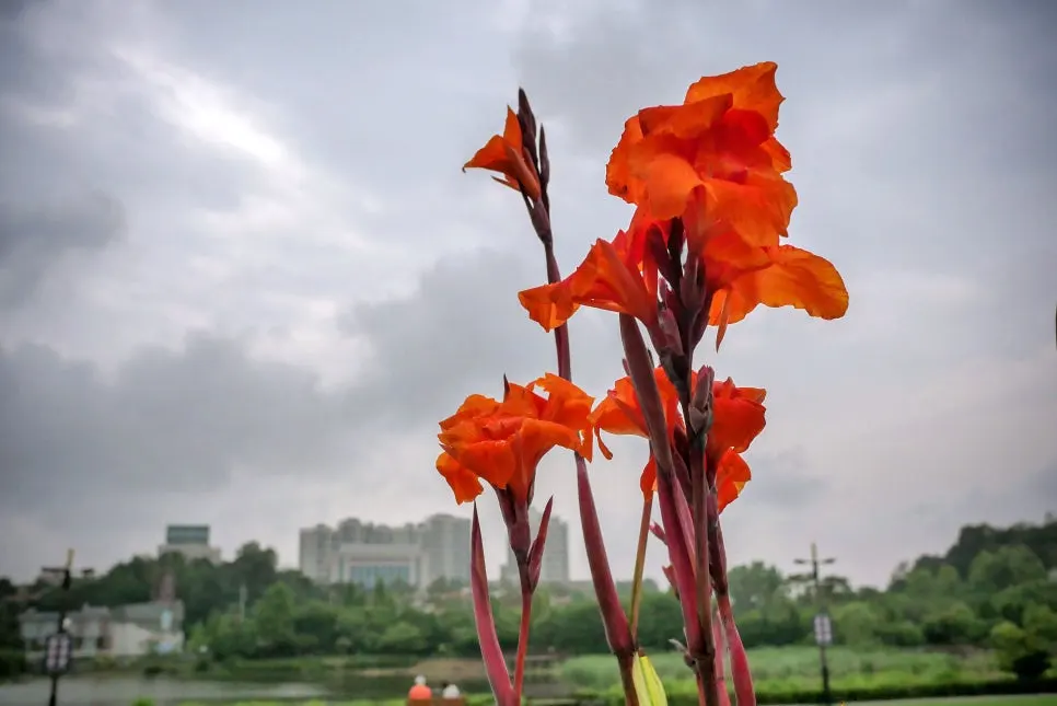 P1098333-0.jpg?type=w966