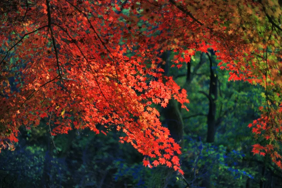 DSC00065-0.jpg?type=w966