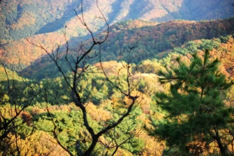 DSC00019-0.jpg?type=w466