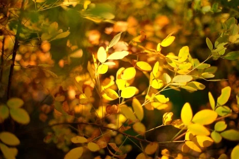 SE-c48f8fe1-2dde-4382-9385-4651768aa375.jpg?type=w466