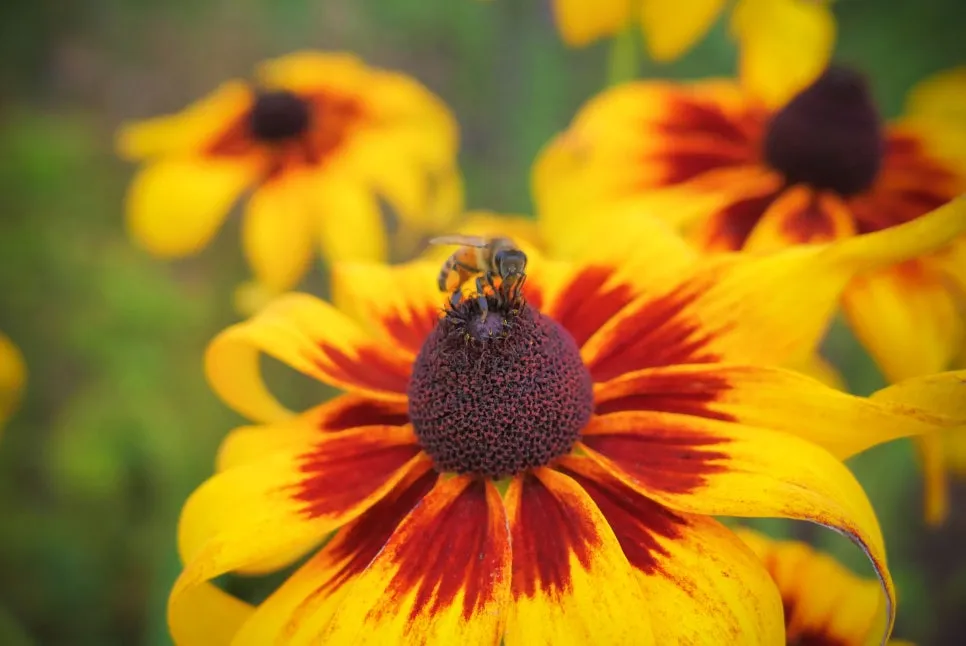 P1098357-.jpg?type=w966