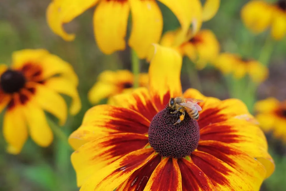 P1098360-0.jpg?type=w966