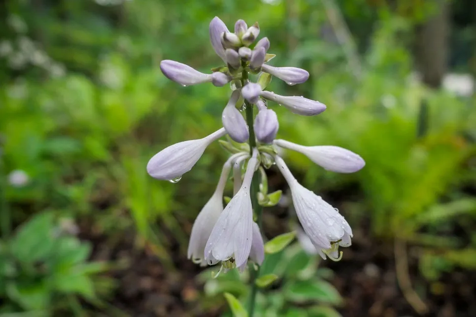 P1098400-0.jpg?type=w966