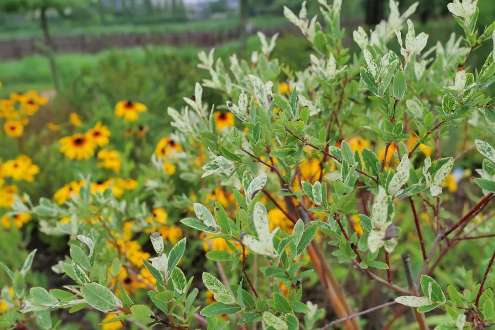 P1098354-0.jpg?type=w966