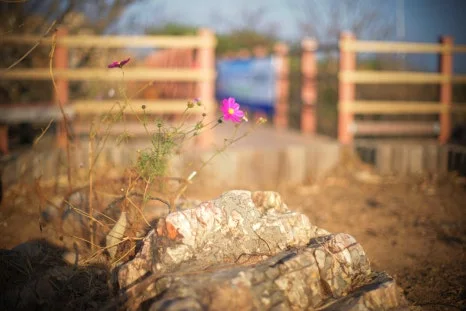 DSC00004-0.jpg?type=w466