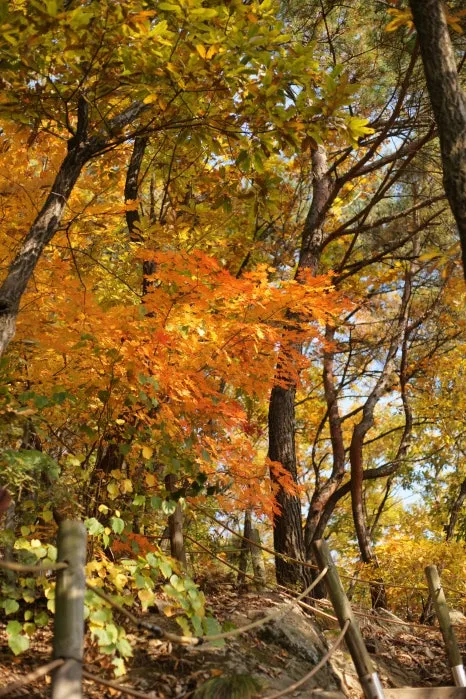 DSC09954.JPG?type=w466