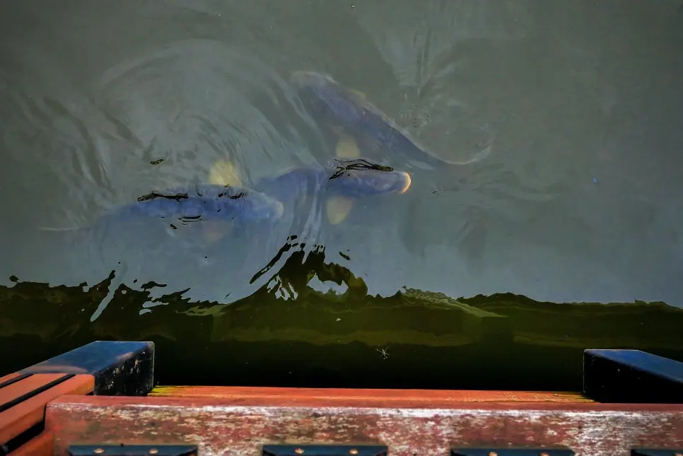 P1098349-0.jpg?type=w966