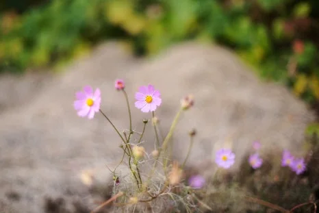 DSC09933-0.jpg?type=w466