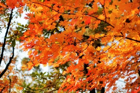 DSC09955-0.jpg?type=w466