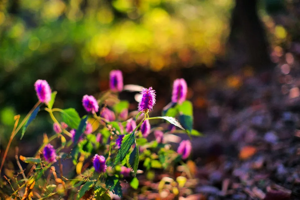 DSC00070-0.jpg?type=w966