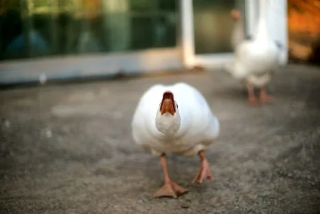 SE-e10828e7-cfb6-4cff-803d-2abdc152eed8.jpg?type=w466