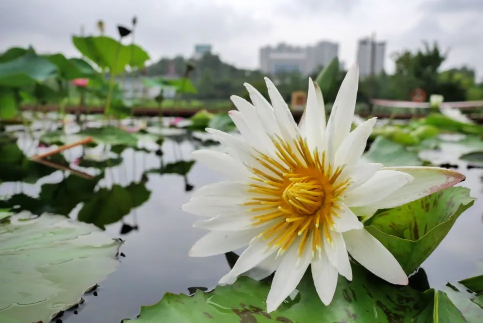 P1098345-0.jpg?type=w966