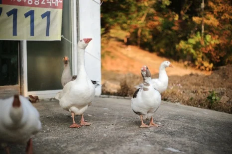 DSC00091-0.jpg?type=w466