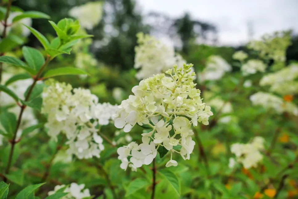 P1098362-0.jpg?type=w966