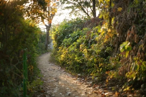 DSC00087.JPG?type=w466