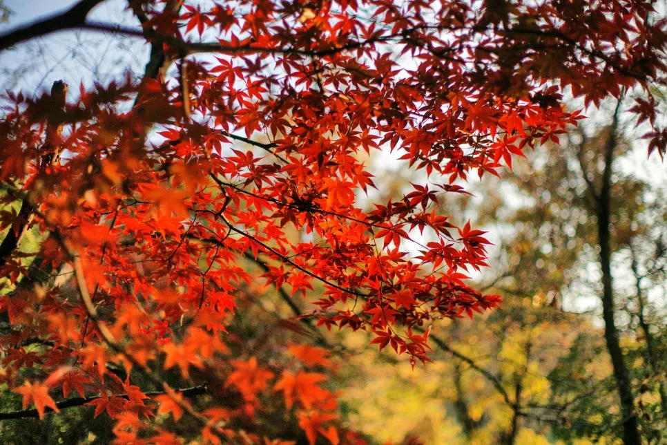 DSC00069-0.jpg?type=w966