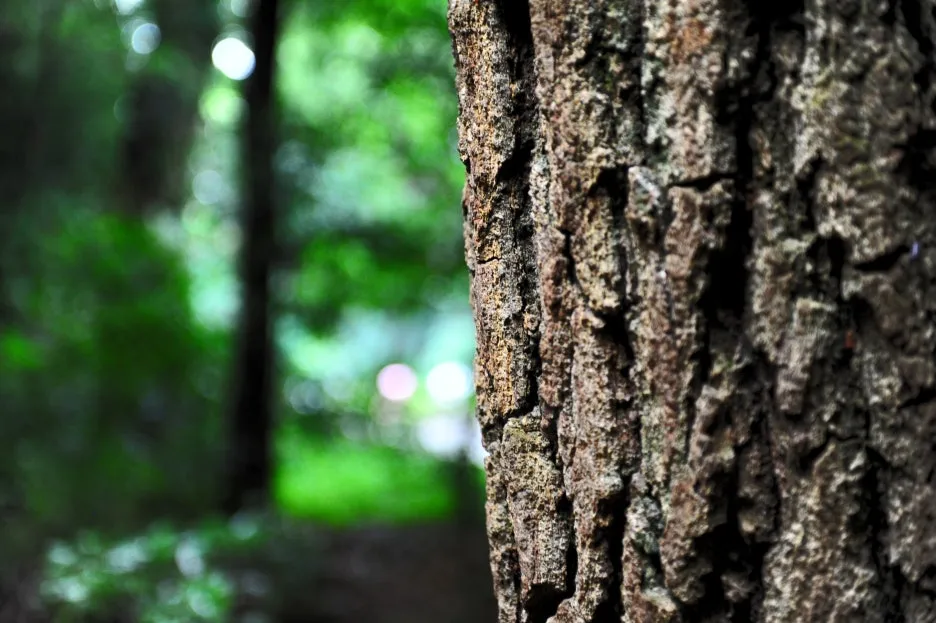 DSC_0548.JPG?type=w1