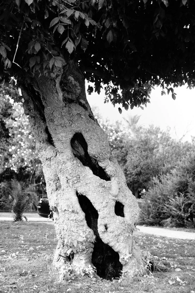 DSC_2949.JPG?type=w773