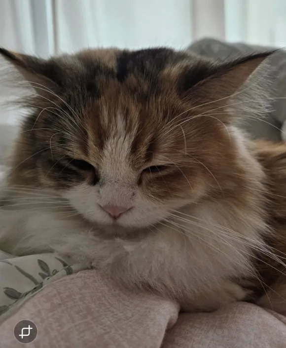 900%EF%BC%BFScreenshot%EF%BC%BF20251220%EF%BC%BF104615%EF%BC%BFGallery.jpg?type=w580